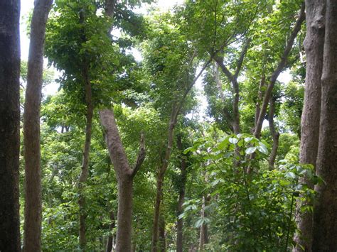 鹿仔葉|構樹 (台灣博物館都市綠地生態監測) iNaturalist